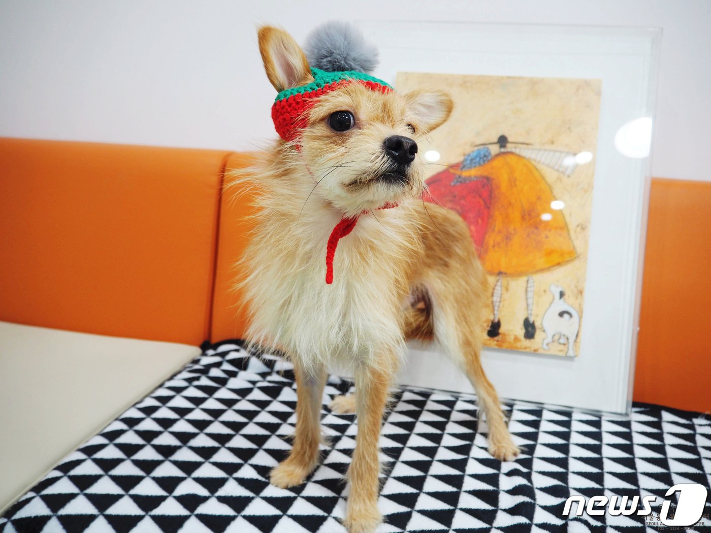 본문 이미지 - 서울동물복지지원센터에서 보호 중인 강아지(센터 제공) ⓒ 뉴스1