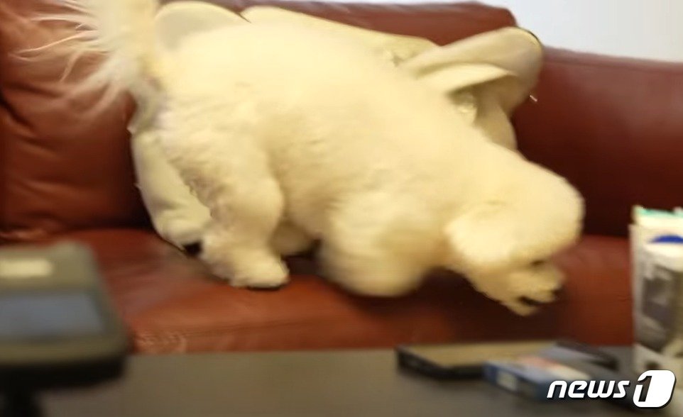 본문 이미지 - 소파에서 뛰어내리는 강아지(성시경 유튜브 갈무리) ⓒ 뉴스1