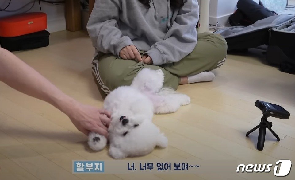 본문 이미지 - 강아지의 발을 잡고 끄는 행동은 조심해야 한다(성시경 유튜브 갈무리). ⓒ 뉴스1