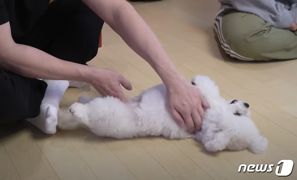 본문 이미지 - 강아지가 너무 격하게 움직이다 허리 디스크가 올 수 있다(성시경 유튜브 갈무리). ⓒ 뉴스1