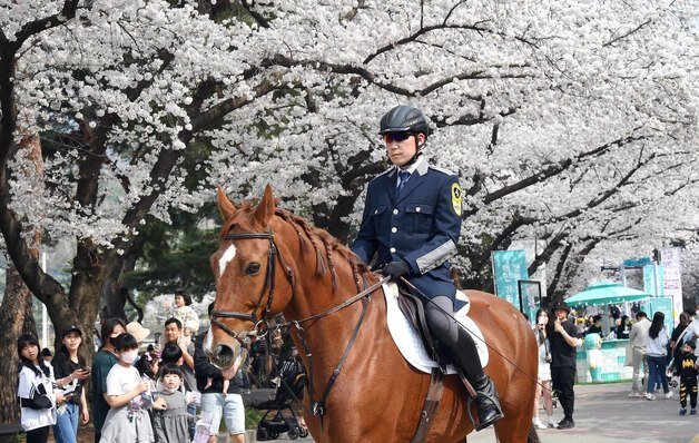 본문 이미지 - 한국마사회 렛츠런파크 서울 벚꽃축제(한국마사회 제공) 2024.4.4 ⓒ 뉴스1  