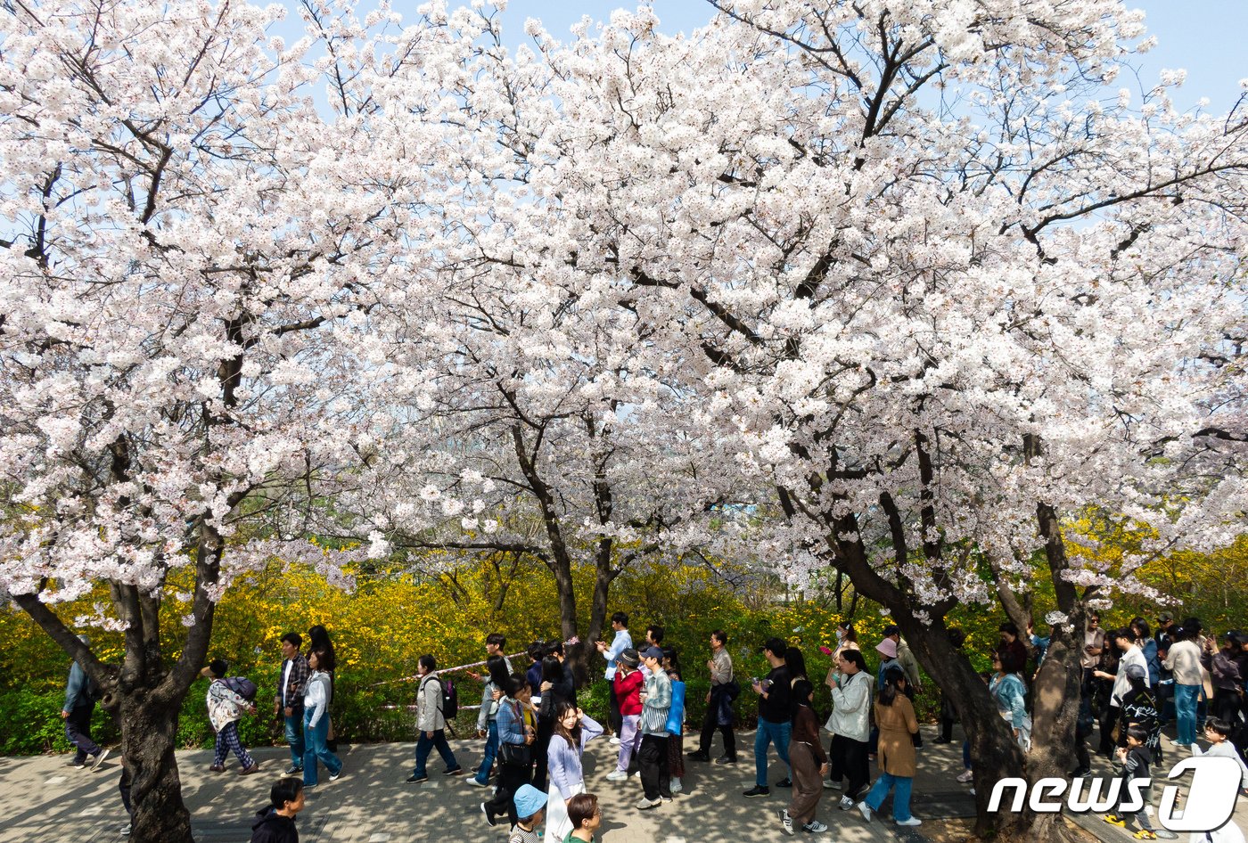 주말인 7일 서울 영등포구 여의서로&#40;윤중로&#41;를 찾은 상춘객들이 만개한 벚꽃 아래를 거닐며 봄을 만끽하고 있다. 2024.4.7/뉴스1 ⓒ News1 유승관 기자