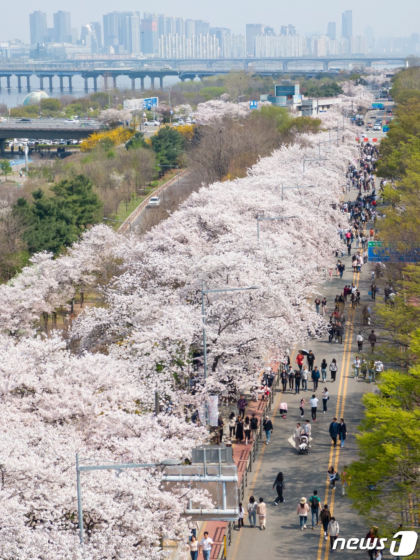 본문 이미지 - 주말인 7일 서울 영등포구 여의서로(윤중로)를 찾은 상춘객들이 만개한 벚꽃 아래를 거닐며 봄을 만끽하고 있다. 2024.4.7/뉴스1 ⓒ News1 유승관 기자