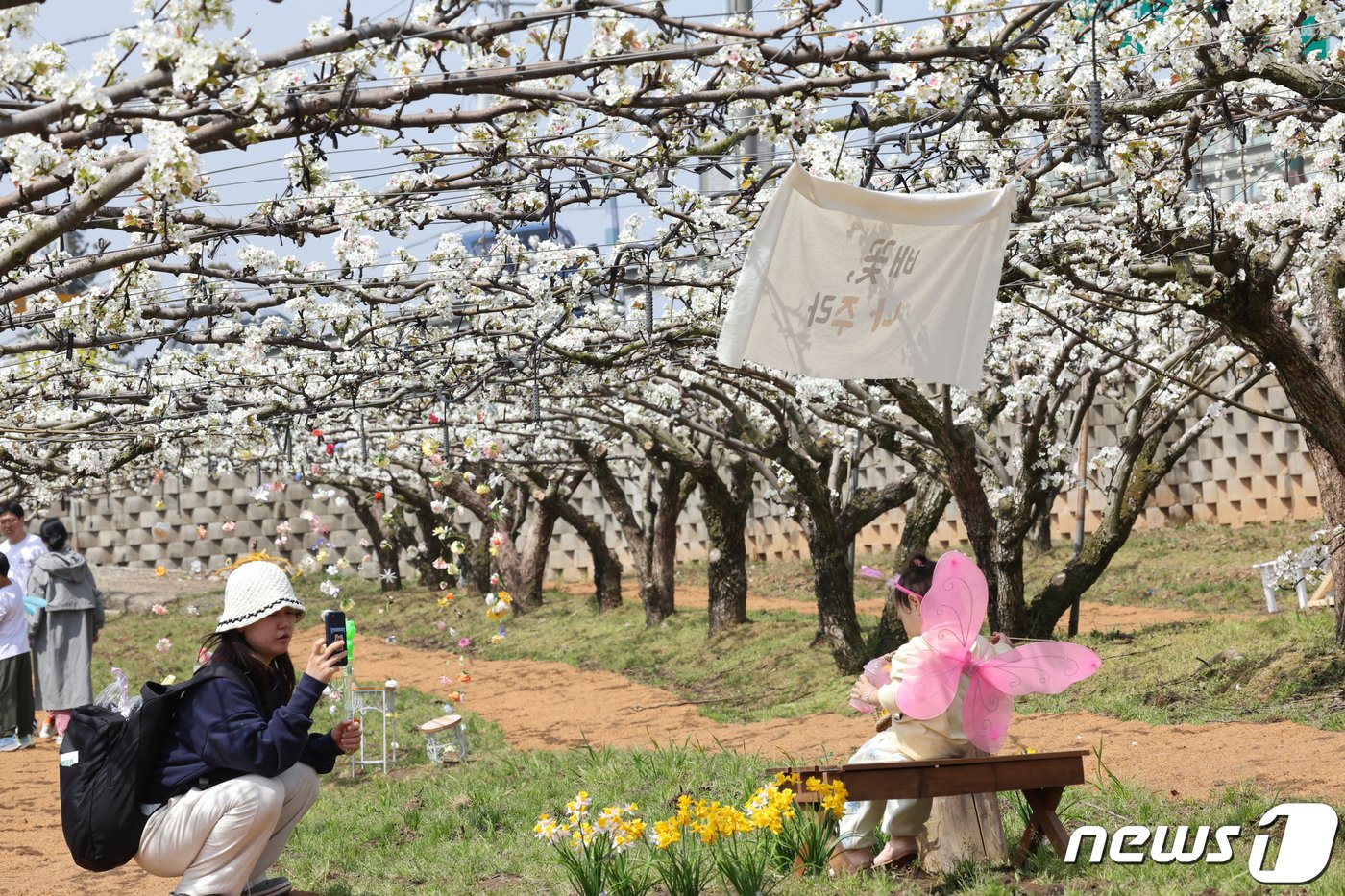  7일 전남 나주시 나주배박물관 일원에서 열린 &#39;배꽃 나들이&#39; 행사에서 딸의 이쁜 모습을 엄마가 사진을 찍어주고 있다.2024.4.7/뉴스1 ⓒ News1 김태성 기자