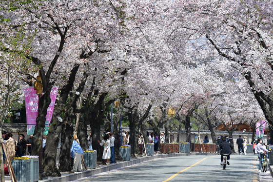 "선거법 걸릴라"…대구 지자체들 봄축제 줄줄이 취소·축소·연기
