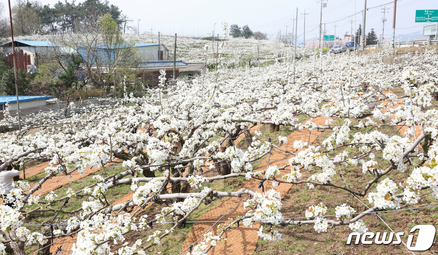 (나주=뉴스1) 김태성 기자 = 따뜻한 봄날씨를 보인 7일 전남 나주시 금천면 나주배박물관 일원 배나무 과수원에는 배꽃들과 유채꽃이 확짝 피어있다. 2024.4.7/뉴스1