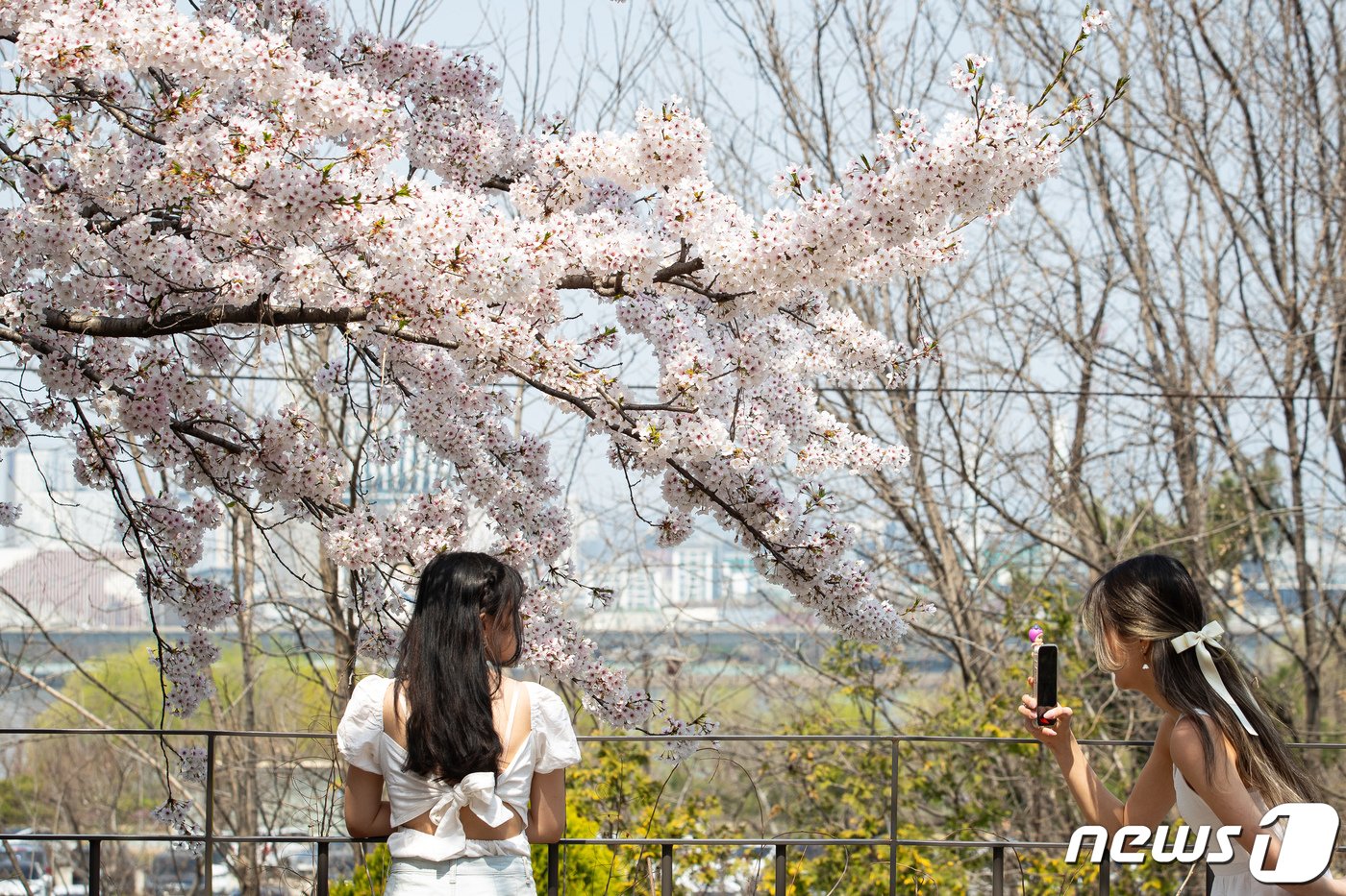 주말인 7일 서울 영등포구 여의서로&#40;윤중로&#41;를 찾은 상춘객들이 만개한 벚꽃 아래에서 기념 촬영을 하며 봄을 만끽하고 있다. 2024.4.7/뉴스1 ⓒ News1 유승관 기자