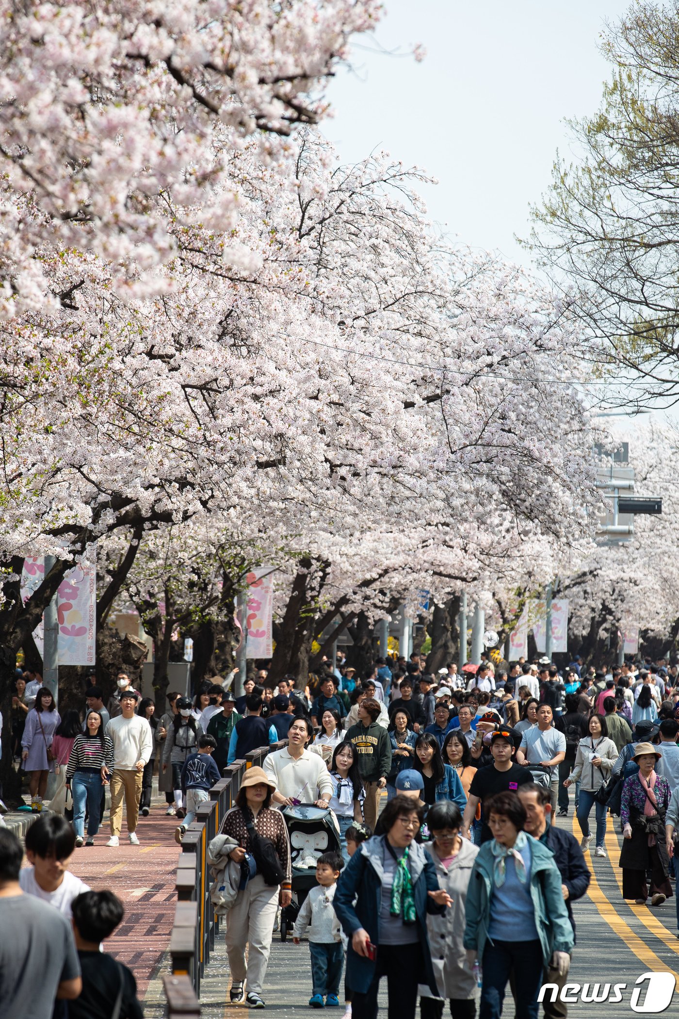 주말인 7일 서울 영등포구 여의서로&#40;윤중로&#41;를 찾은 상춘객들이 만개한 벚꽃 아래를 거닐며 봄을 만끽하고 있다. 2024.4.7/뉴스1 ⓒ News1 유승관 기자