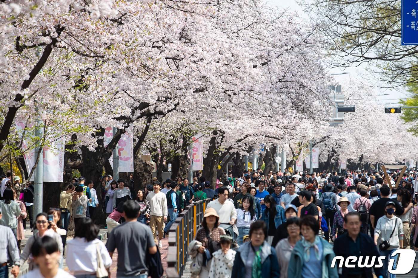 주말인 7일 서울 영등포구 여의서로&#40;윤중로&#41;를 찾은 상춘객들이 만개한 벚꽃 아래를 거닐며 봄을 만끽하고 있다. 2024.4.7/뉴스1 ⓒ News1 유승관 기자