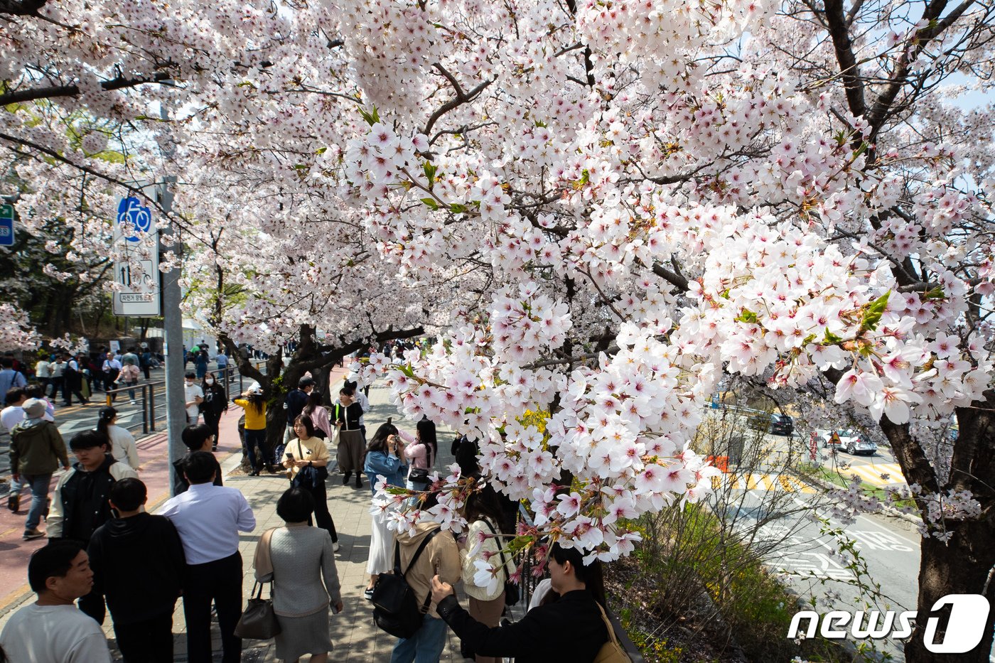 주말인 7일 서울 영등포구 여의서로&#40;윤중로&#41;를 찾은 상춘객들이 만개한 벚꽃 아래를 거닐며 봄을 만끽하고 있다. 2024.4.7/뉴스1 ⓒ News1 유승관 기자