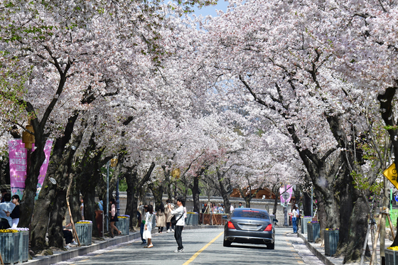 경북 벚꽃 20선…경주부터 봉화까지 '남북 종단 봄 여행' 뜬다