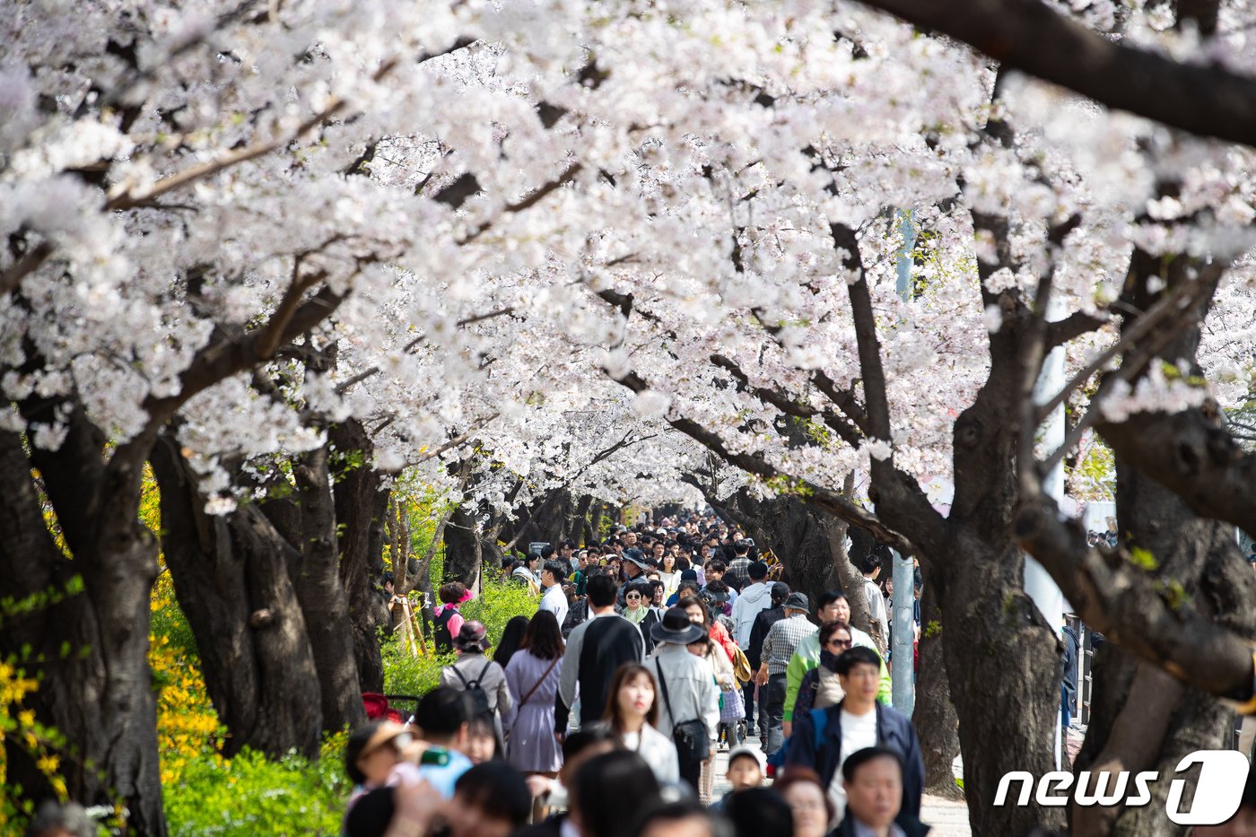 주말인 7일 서울 영등포구 여의서로&#40;윤중로&#41;를 찾은 상춘객들이 만개한 벚꽃 아래를 거닐며 봄을 만끽하고 있다. 2024.4.7/뉴스1 ⓒ News1 유승관 기자