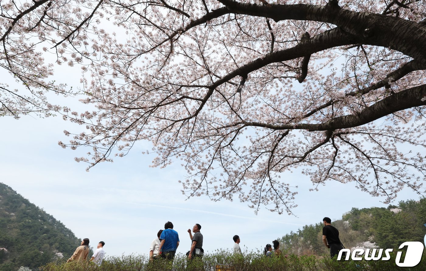 7일 전남 나주시 한수제 둘레길에 벚꽃이 활짝핀 가운데 시민들이 벚꽃길을 걸으며 따스한 봄날을 즐기고 있다. 2024.4.7/뉴스1 ⓒ News1 김태성 기자