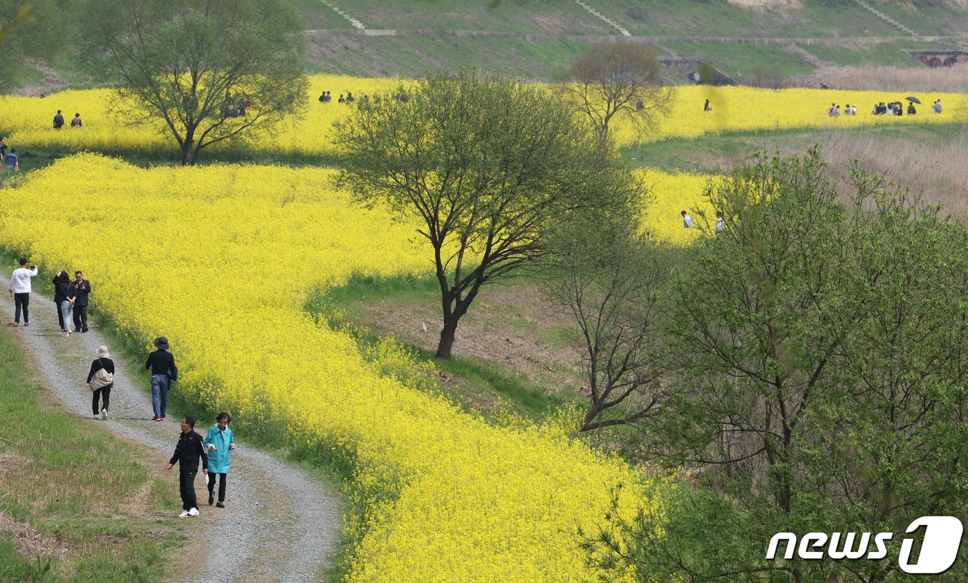 본문 이미지 - 따뜻한 봄날씨를 보인 7일 전남 나주시 영산강 유채밭에 상춘객들이 유채꽃사이를 걸으며 봄을 만끽하고 있다. 2024.4.7/뉴스1 ⓒ News1 김태성 기자