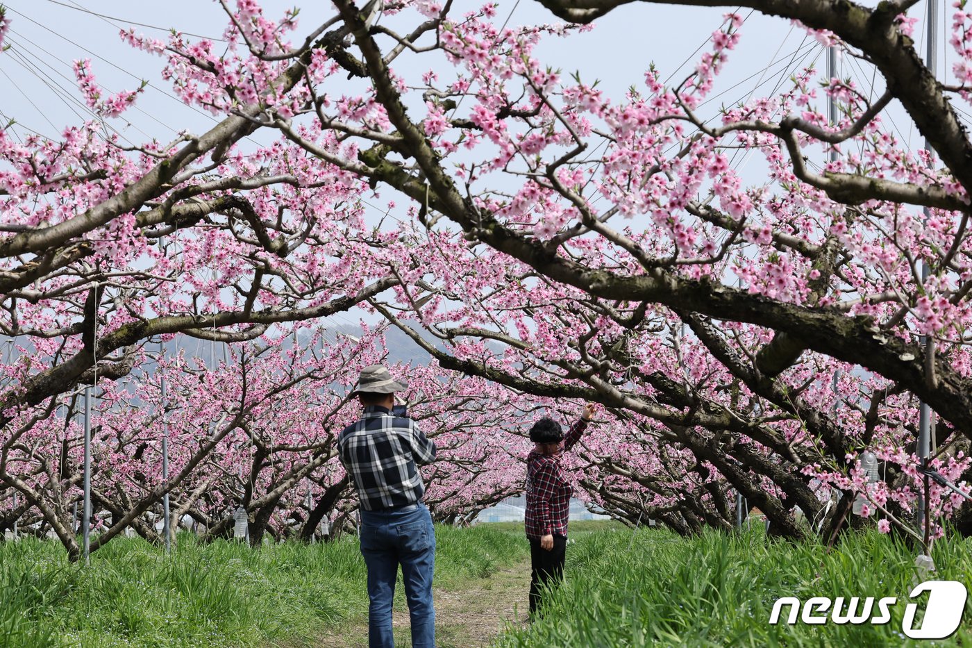 따뜻한 봄날씨를 보인 7일 전남 화순군 도곡면 한 복숭아밭에서 상춘객들이 핑크빛 복숭아꽃을 배경으로 사진을 찍고있다. 2024.4.7/뉴스1 ⓒ News1 김태성 기자