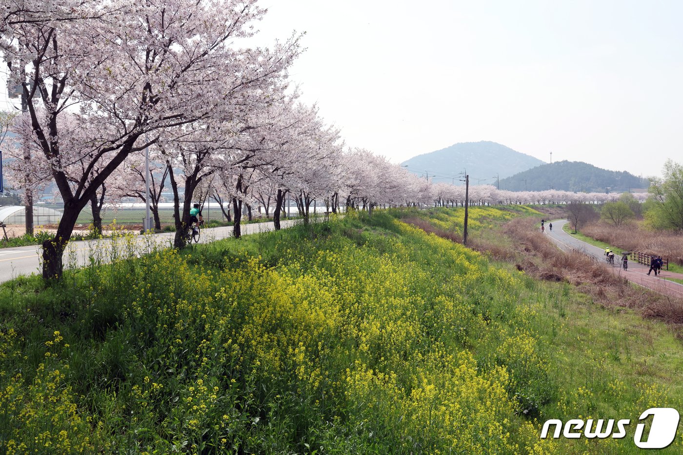  7일 광주 서구 서창들녁에 벚꽃과 유채꽃이 한창인 가운데 자전거를 즐기는 시민들이 지나가고 있다. 2024.4.7/뉴스1 ⓒ News1 김태성 기자