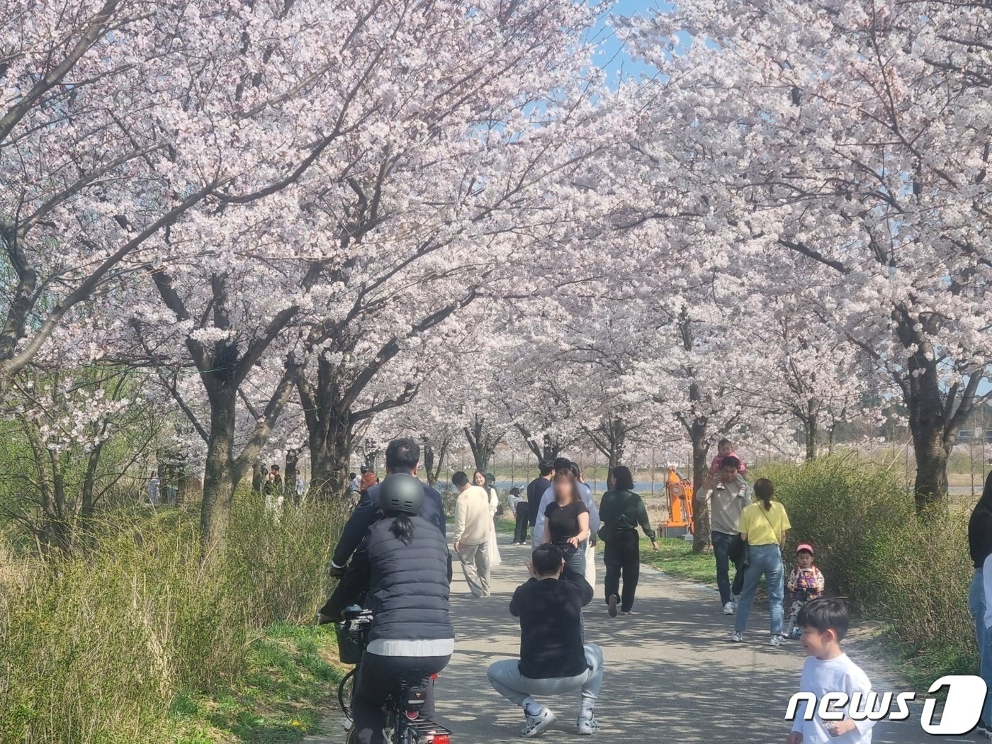 7일 벚꽃이 만개한 강릉 경포 생태저류지를 찾은 상춘객들이 벚꽃놀이를 즐기고 있다. 이날 강릉지역은 낮 최고기온이 25.4도까지 오르는 등 따뜻한 날씨를 보이면서 반팔 등 가벼운 차림의 나들이객이 많았다. 2024.4.7/뉴스1 윤왕근 기자