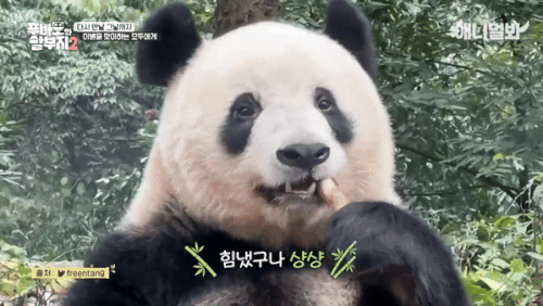 본문 이미지 - (SBS '푸바오와 할부지 2' 갈무리)