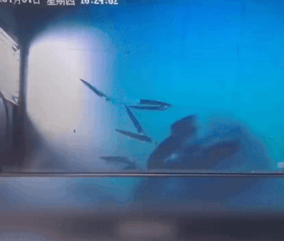 본문 이미지 - 이상행동을 보이고 있는 푸바오. 유튜브 채널 '판다러버' 갈무리