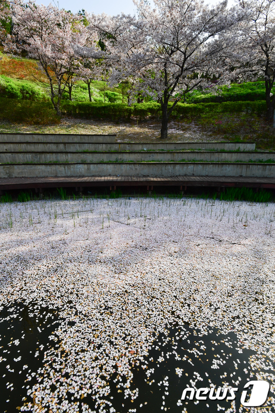 벚꽃잎에 덮인 연못