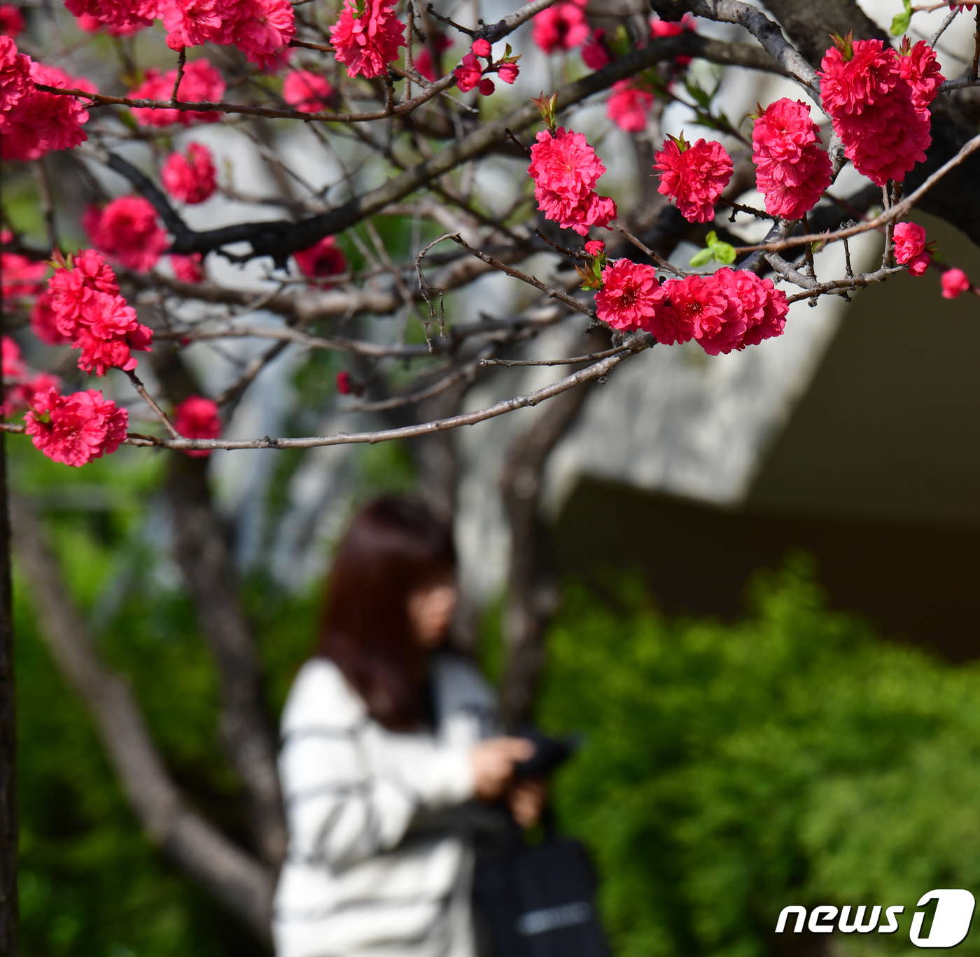 (포항=뉴스1) 최창호 기자 = 9일 오전 경북 포항시청 화단에서 개복숭아꽃이 활짝 꽃망울을 터뜨리고 있다. 2024.4.9/뉴스1