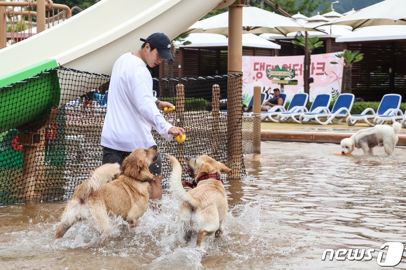 댕댕워터파크&#40;롯데워터파크 제공&#41;