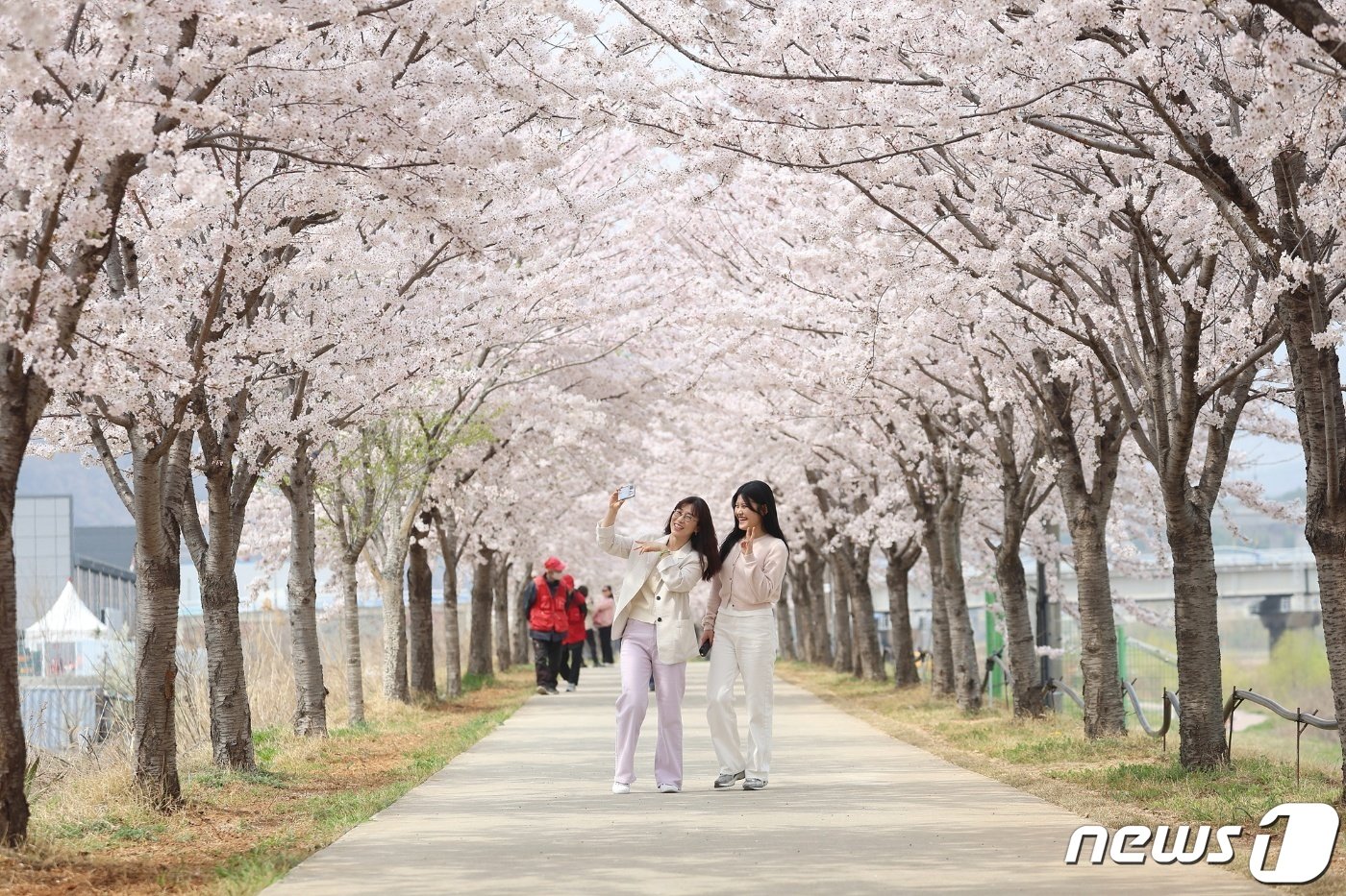 본문 이미지 - 강원 동해시 전천 제방길에 핀 벚꽃.(동해시 제공) 2024.4.9/뉴스1