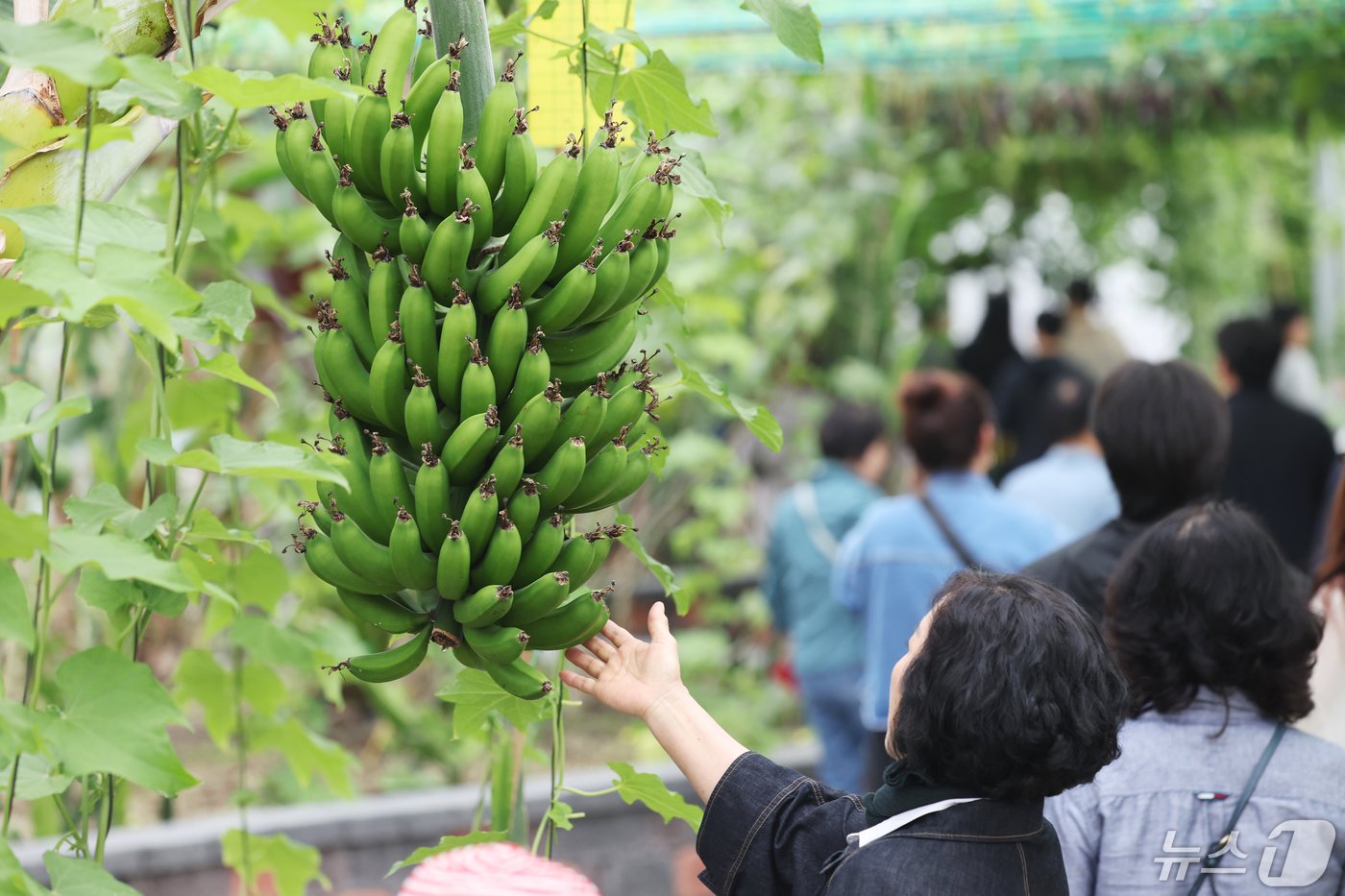 본문 이미지 - 1일 함평나비대축제를 찾은 관광객 등이 친환경농업관에서 자라고 있는 바나나 나무를 신기한 듯 매만지고 있다. 2024.5.1/뉴스1 ⓒ News1 김태성 기자