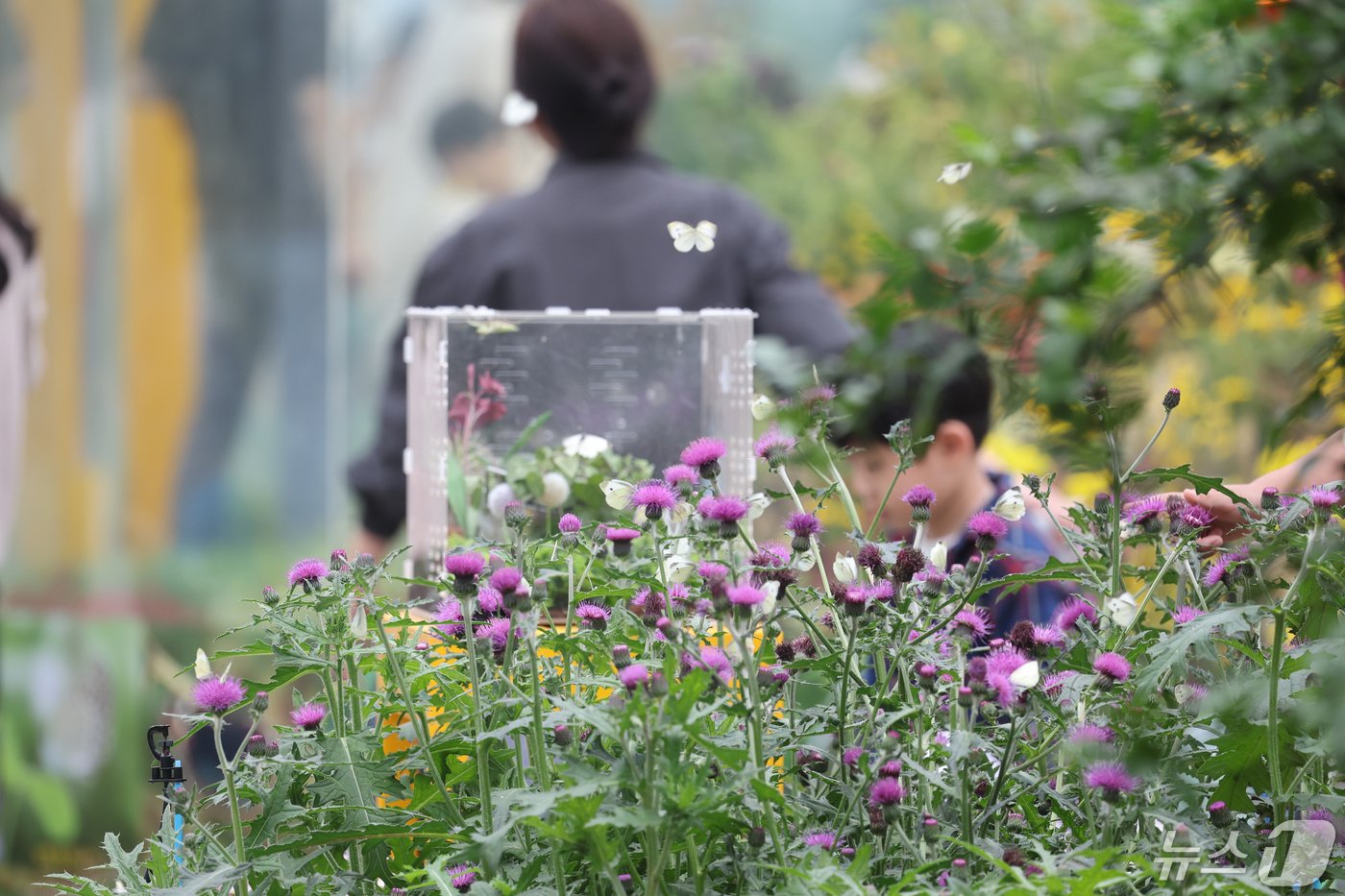 본문 이미지 - 1일 함평나비축제장을 찾은 관광객 등이 꽃과 나비를 보고 있다. 함평나비대축제에는 30종의 다채로운 꽃 80만 송이와 산호랑나비, 배추흰나비 등 23종 25만 마리 나비와 곤충을 만날수 있다. 2024.5.1/뉴스1 ⓒ News1 김태성 기자