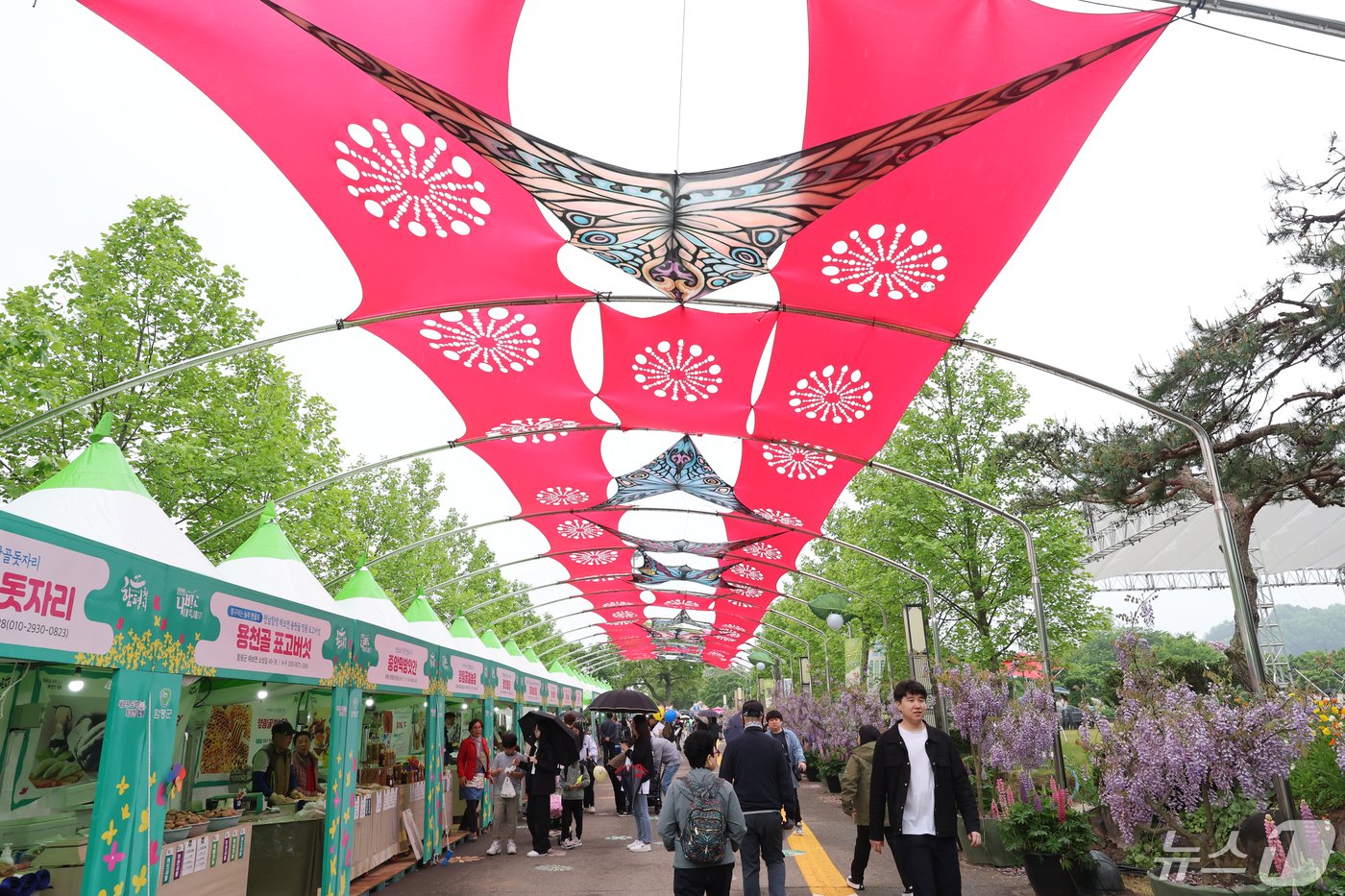 본문 이미지 - 1일 함평나비대축제 특산품 거리에는 지나는 길목 하늘위에 나비 천막이 그늘을 만들고 있다. 2024.5.1/뉴스1 ⓒ News1 김태성 기자