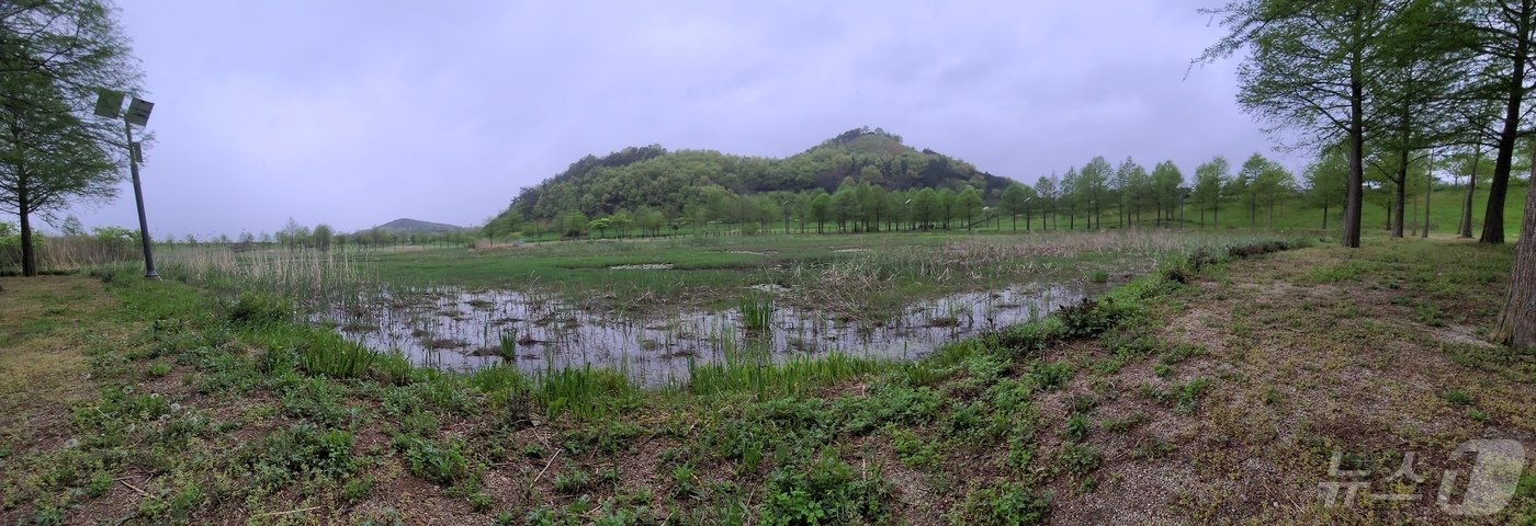 본문 이미지 - 2급 멸종위기야생생물인 대모잠자리가 발견된 함평천수변공원.(함평군 제공)2024.5.1./뉴스1