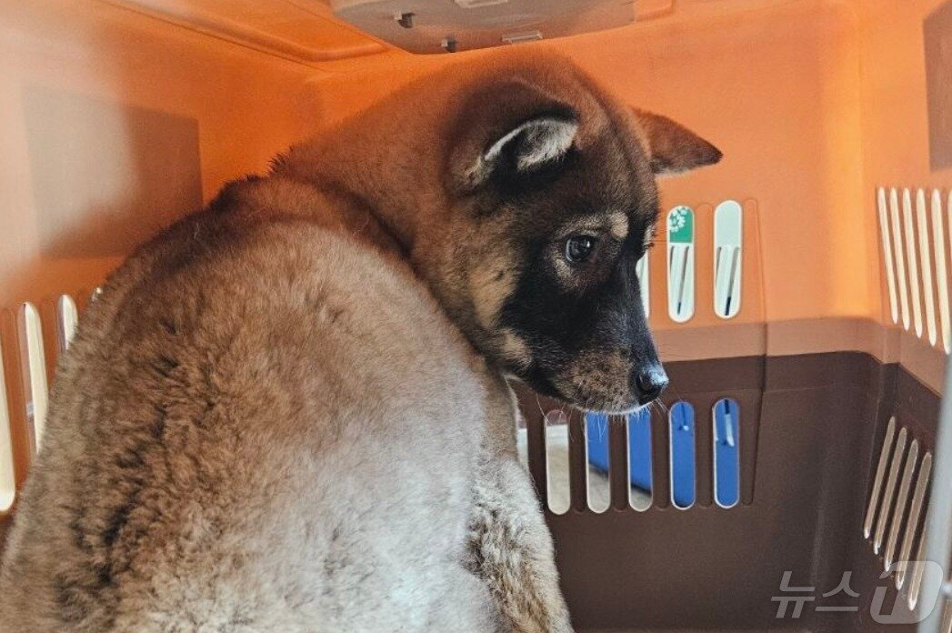 본문 이미지 - 동물과 함께 행복한 세상에서 보호 중인 강아지(동행 제공) ⓒ 뉴스1