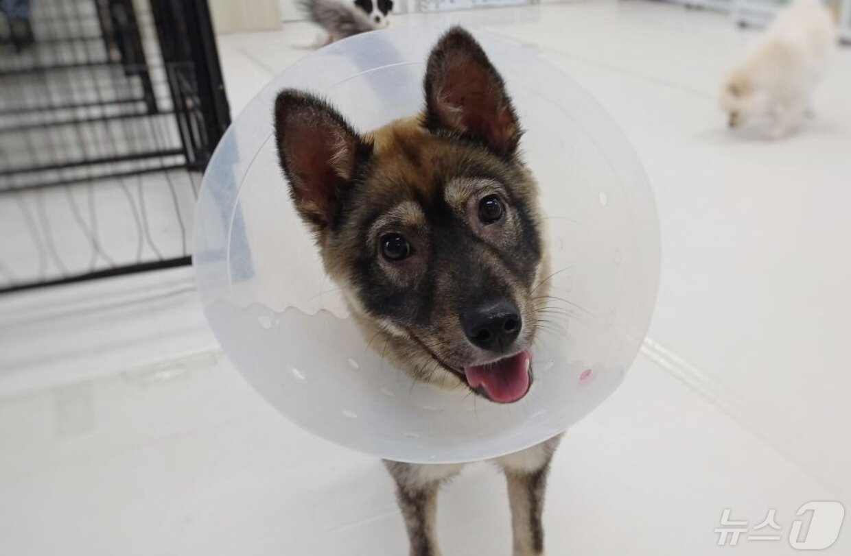 본문 이미지 - 동물과 함께 행복한 세상에서 보호 중인 강아지(동행 제공) ⓒ 뉴스1