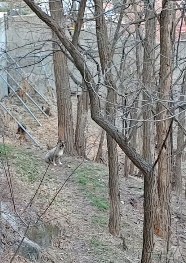 본문 이미지 - 동물과 함께 행복한 세상에서 보호 중인 강아지(동행 제공) ⓒ 뉴스1