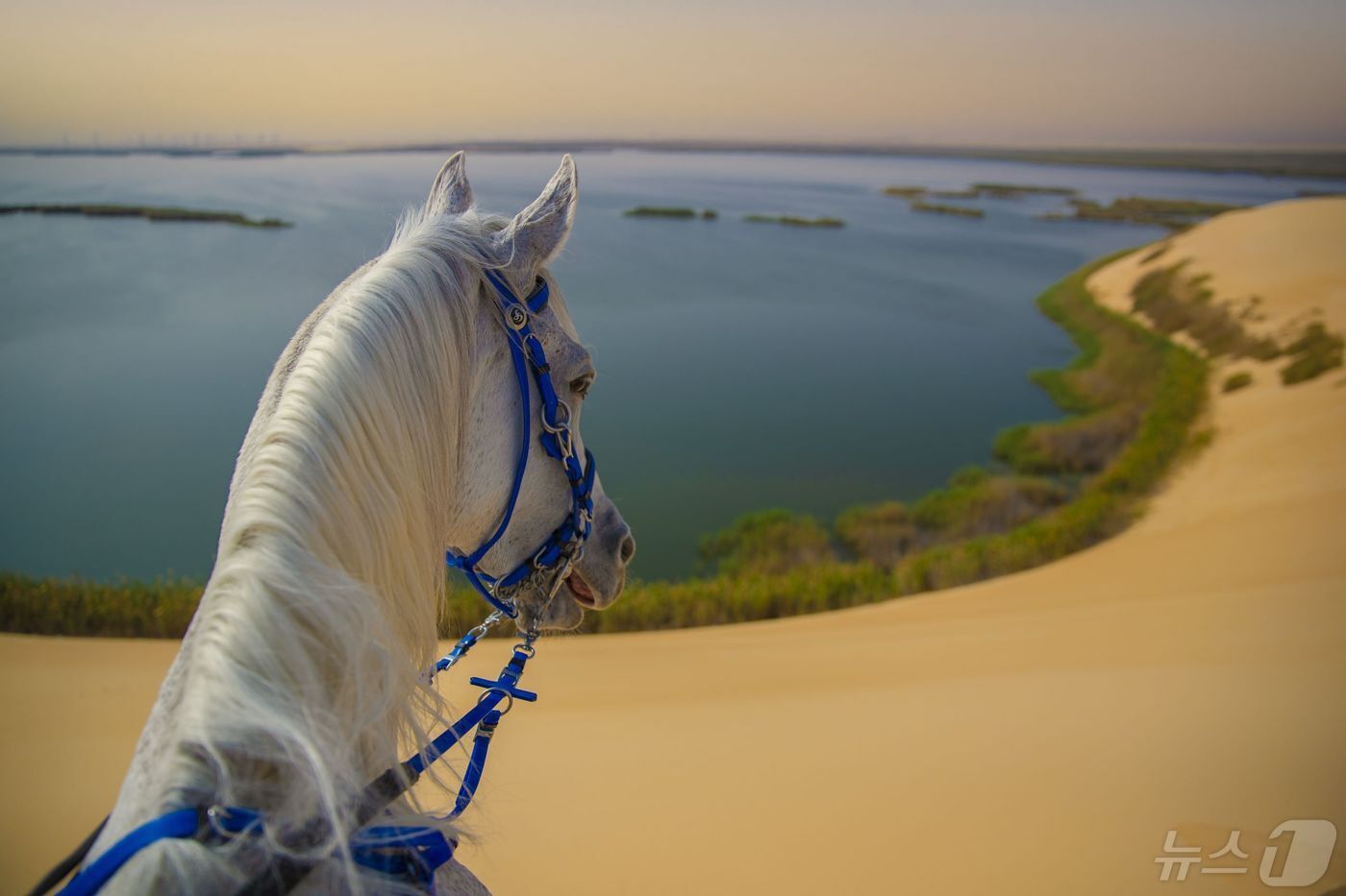 본문 이미지 - 알아흐사 오아시스(사우디 관광청 제공)