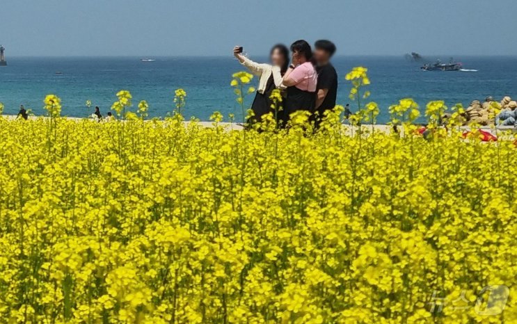 본문 이미지 - 12일 강원 강릉 사근진 해중공원을 찾은 나들이객들이 만개한 유채꽃을 배경 삼아 기념촬영을 하고 있다. 2024.5.12/뉴스1 ⓒ News1 윤왕근 기자