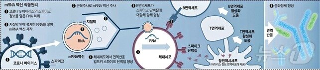 본문 이미지 - mRNA 백신의 작동 원리. (질병청 제공)