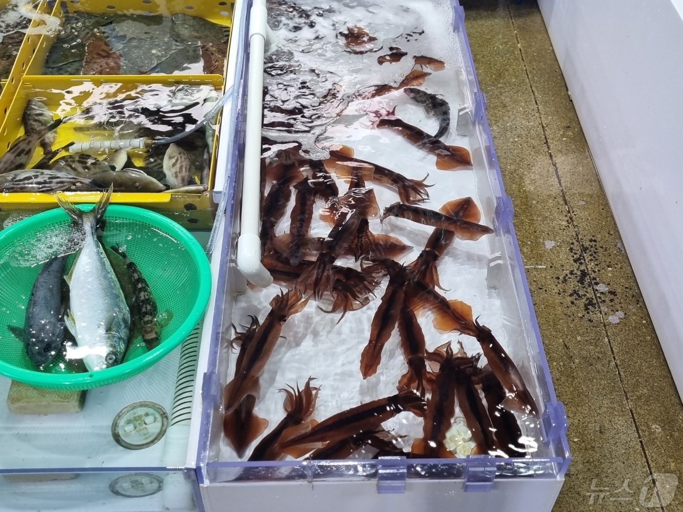 본문 이미지 - 15일 최근 오징어 풍어를 이룬 강원 강릉시 주문진항 어시장이 식도락객으로 붐비고 있다. 2024.5.15/뉴스1 ⓒ News1 윤왕근 기자