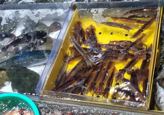 강원 동해안 오징어 어획 전년比 457%↑…3년 평균도 149% 상회