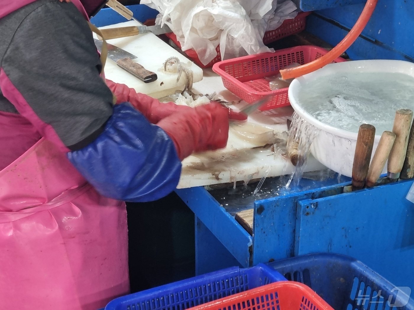 본문 이미지 - 15일 최근 오징어 풍어를 이룬 강원 강릉시 주문진항 어시장이 식도락객으로 붐비고 있다. 2024.5.15/뉴스1 ⓒ News1 윤왕근 기자