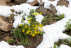 봄꽃 주변에 쌓인 눈