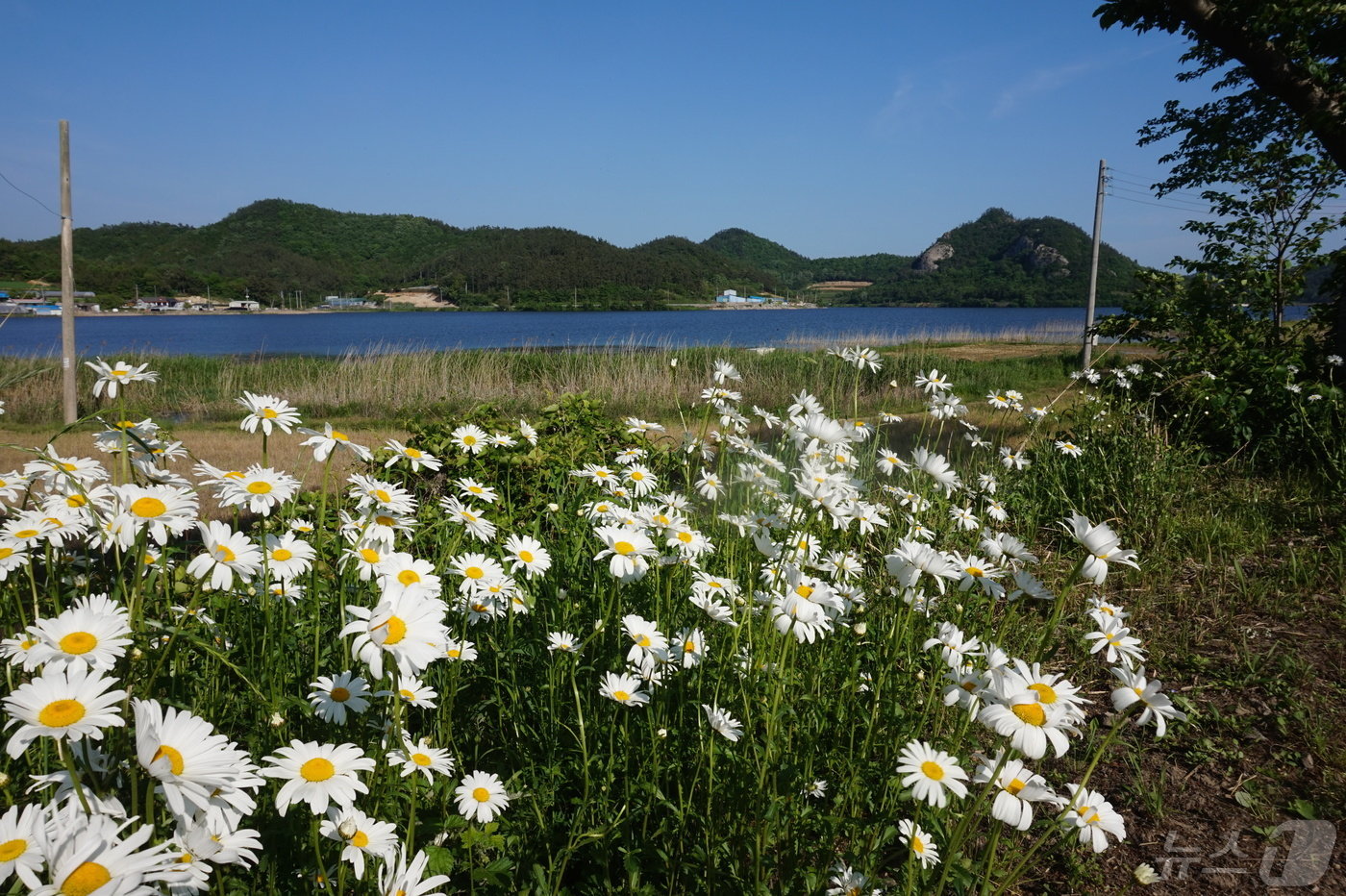 봉암저수지 길가에 하얗게 핀 데이지 꽃. 2024.5.17./뉴스1 ⓒ News1 조영석 기자 