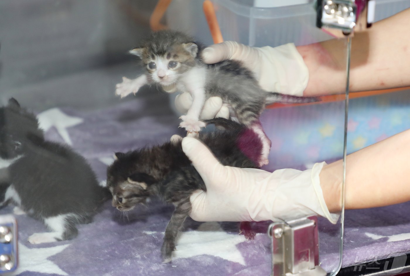 본문 이미지 - 16일 오전 제주시 용강동 제주동물보호센터 보호동에서 유실·유기된 새끼 고양이들이 발버둥치고 있다.2024.5.16./뉴스1 ⓒ News1 오미란 기자