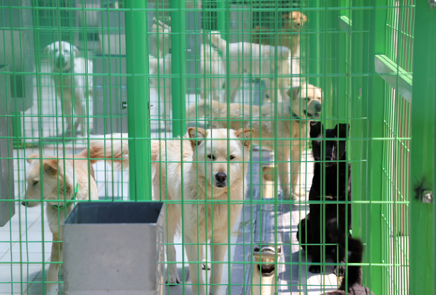 서귀포시, 찾아가는 동물등록 서비스…올해만 등록비 무료