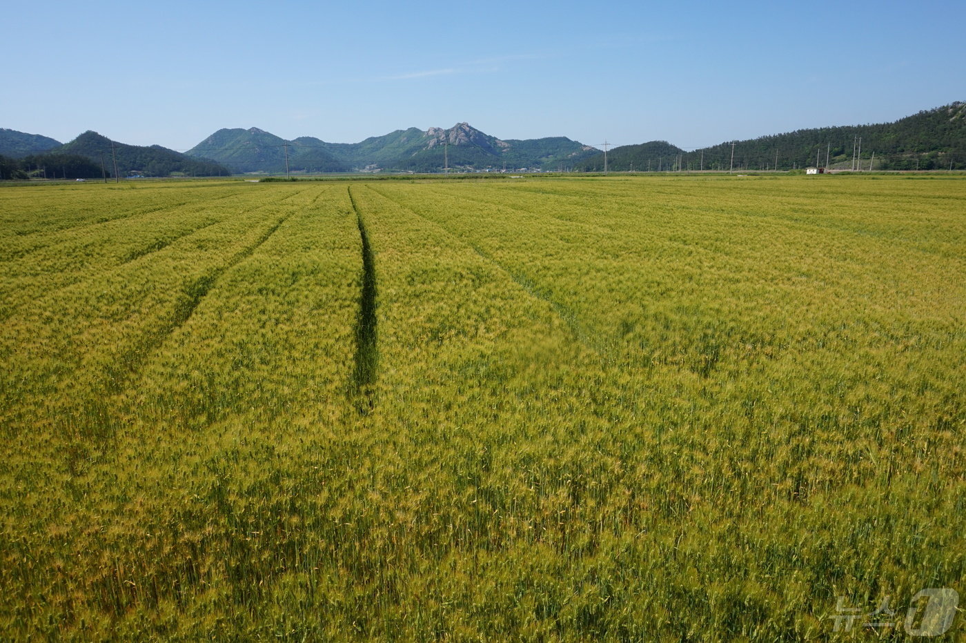 본문 이미지 - 팽목방조제로 생긴 간척지에서 잘 자란 보리들이 익어가고, 동석산은 들녘 끝에서 아스라하다. 2024.5.17./뉴스1 ⓒ News1 조영석 기자 