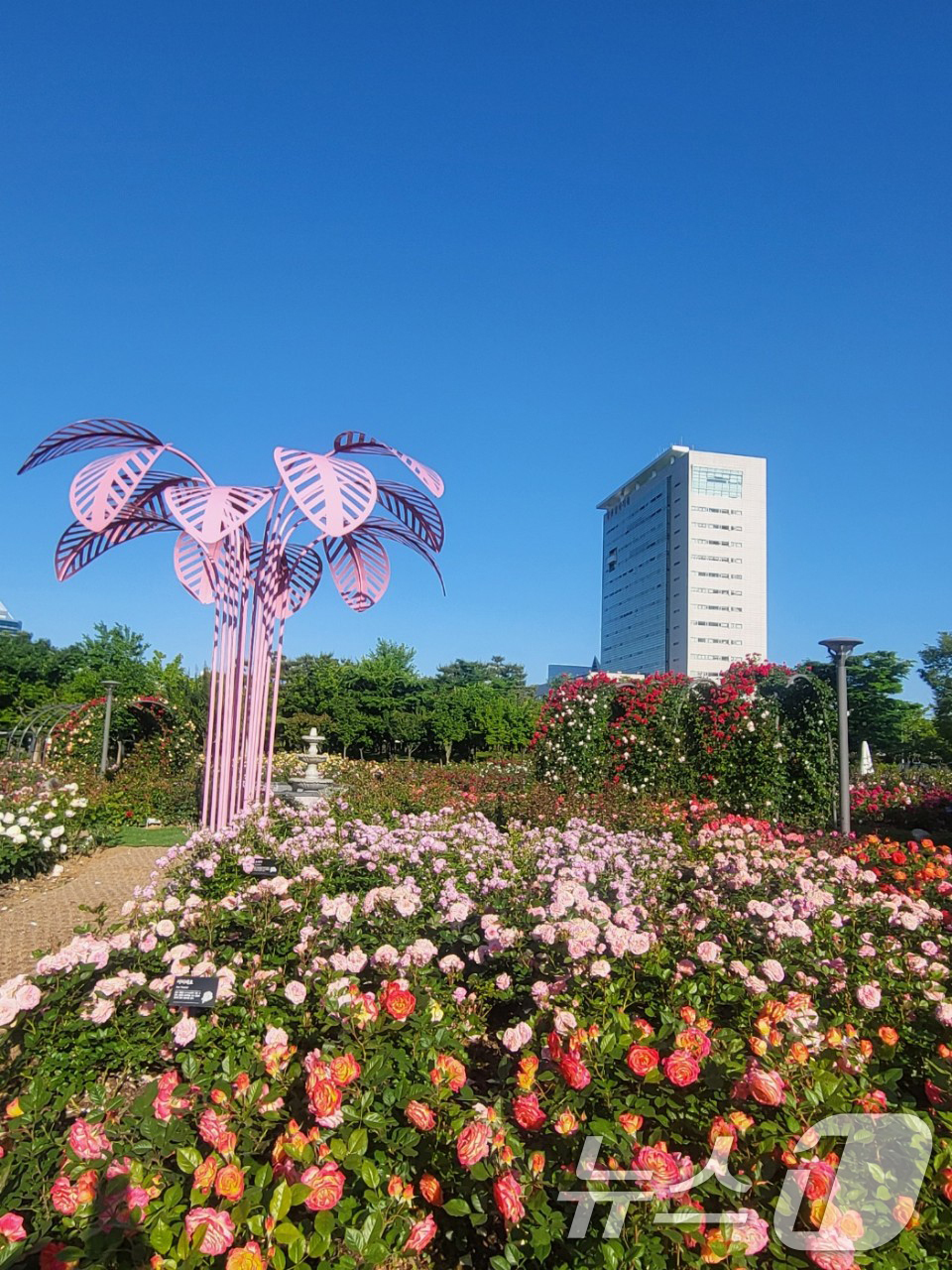 (광주=뉴스1) 박준배 기자 = 16일 광주시청 옆 '장미원'에 장미가 활짝 피어 있다.광주시는 시민이 머무르고 싶은 열린 청사 조성 사업의 하나로 장미원을 재조성하고 사랑의 서약 …