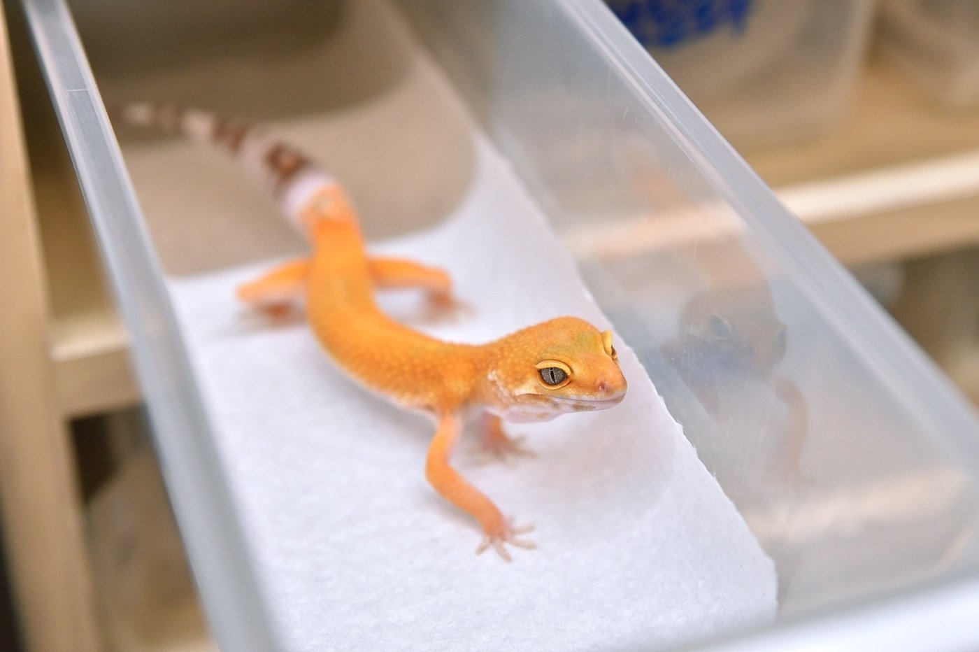 본문 이미지 - 정브르의 생물 어드벤처' 팝업스토어(HDC아이파크몰 제공). 