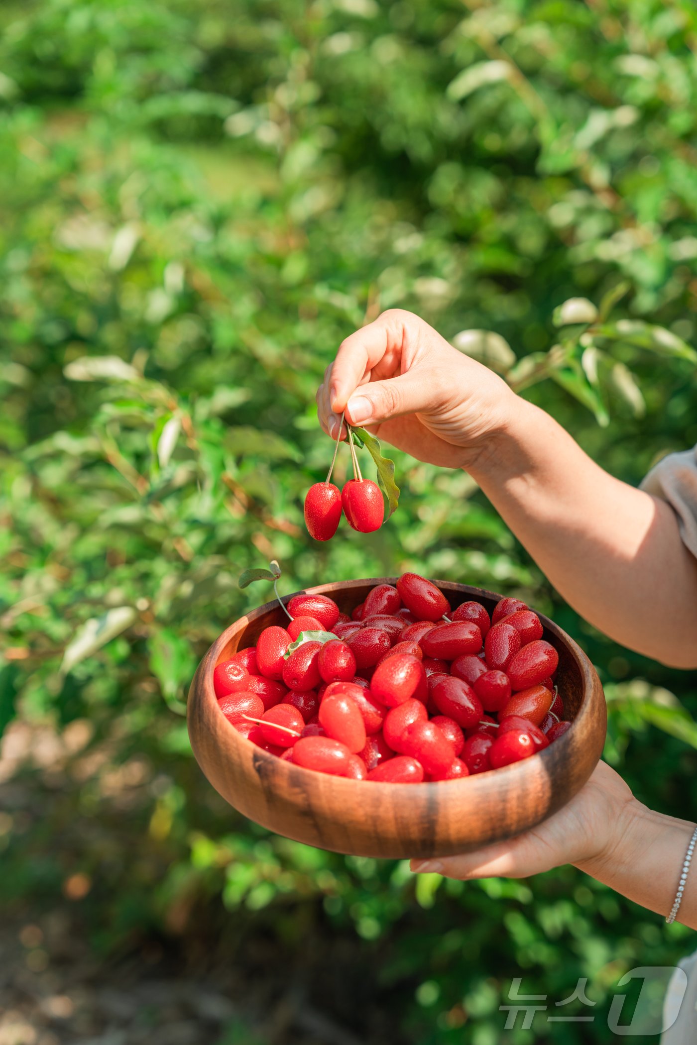 본문 이미지 - 뜰보리수 열매. 뉴스1 