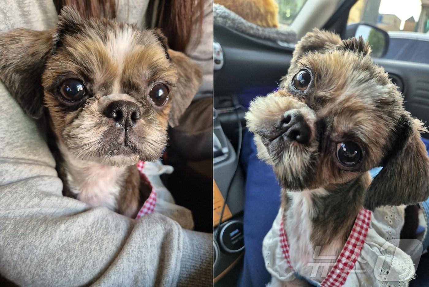 본문 이미지 - 사랑을 많이 받은 것으로 보이는 선재는 차도 잘 탄다.&#40;츄사랑 제공&#41; ⓒ 뉴스1