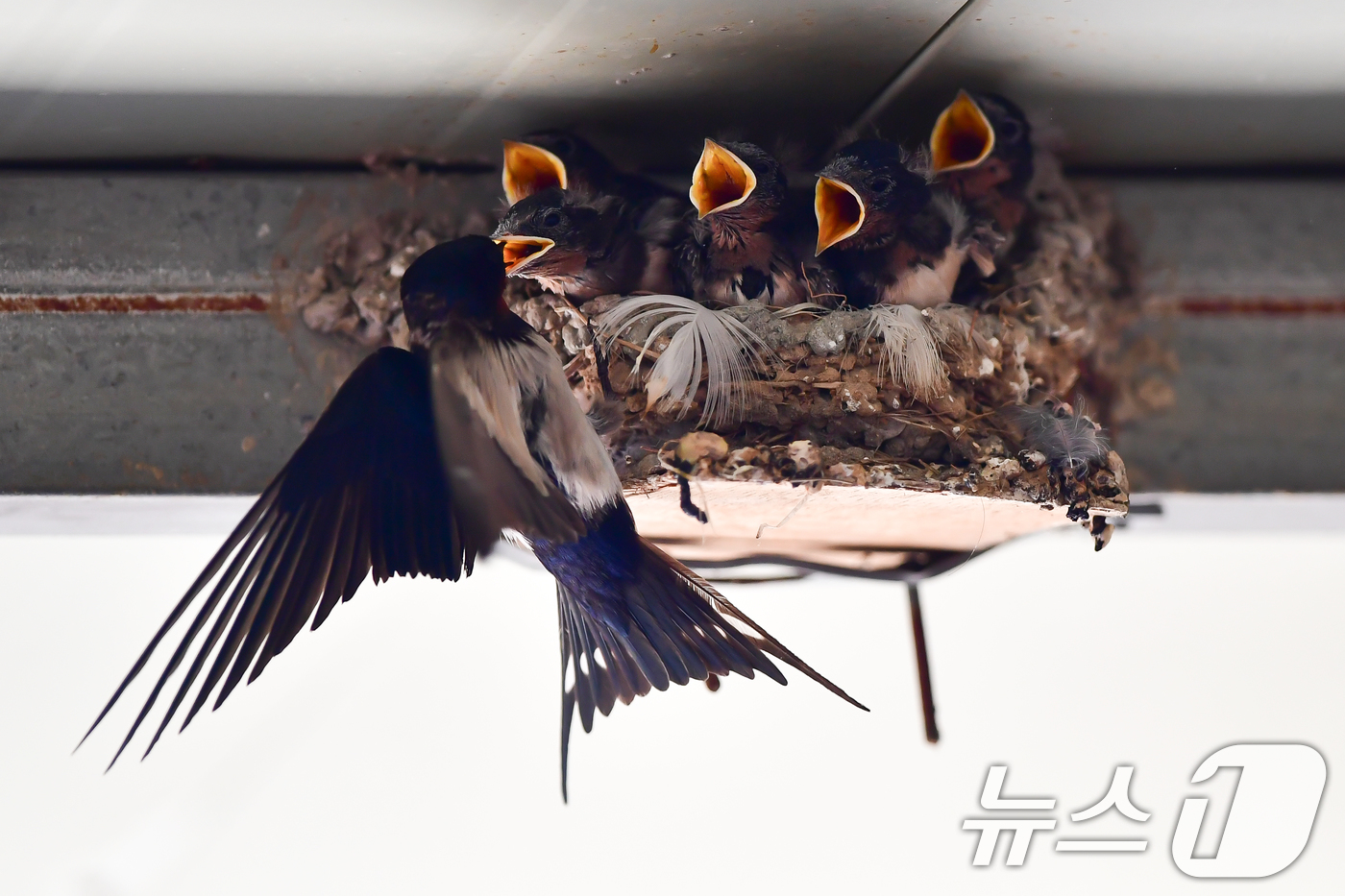 (포항=뉴스1) 최창호 기자 = 19일 경북 포항시 북구 영일대북부시장 내 삼천포 식당 처마밑에 둥지를 튼 제비가 새끼들에게 먹잇감을 물어다 주고 있다. 2024.5.19/뉴스1